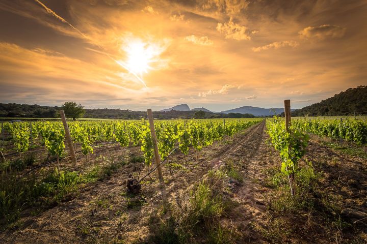 Languedoc Wine Tour half-day trip from Montpellier (shared) image