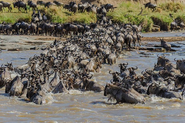6-Day Serengeti Wildebeest Migration Safari image