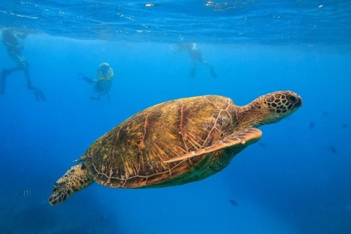 Turtle Canyon Snorkeling Tour Honolulu image