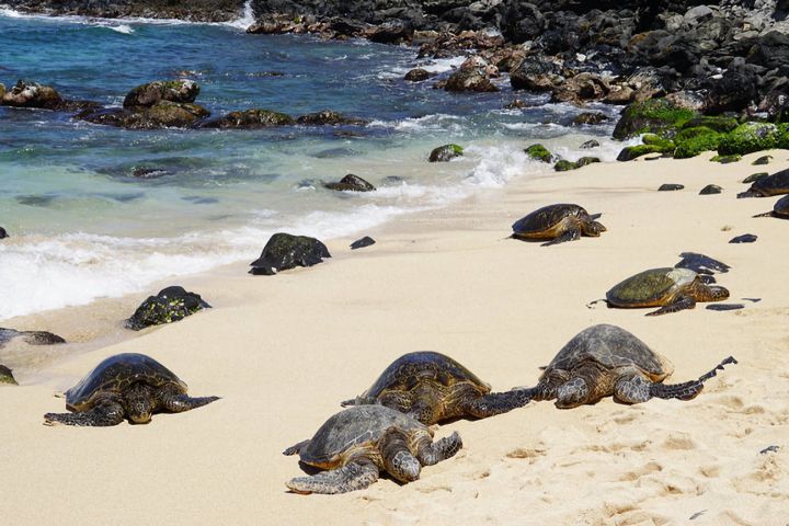 Road to Hana Slingshot Tour from Kihei image