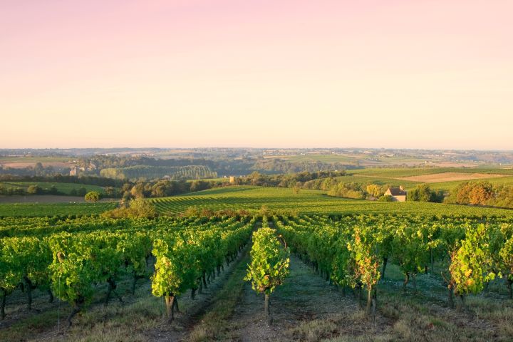 Burgundy Full-Day Wine Tour: Nuits & Beaune - Small Group image