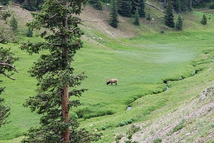 Private and Personalized Three Hour Morning Tour of Rocky Mountain National Park image