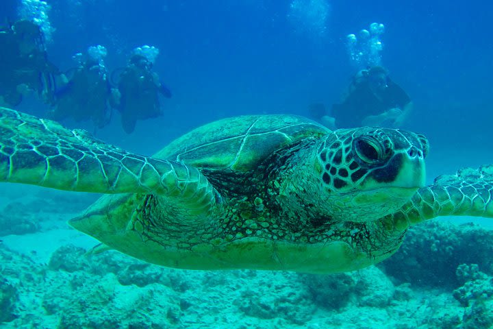 Beach Snorkel - Sea Turtle and Black Sand Lagoon image