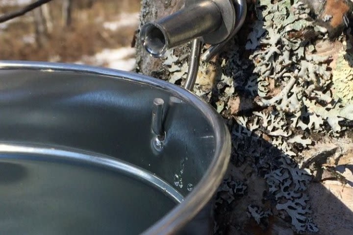 Intimate Visit of an Alaskan Off-Grid Homestead with Sled Dogs - Talkeetna image