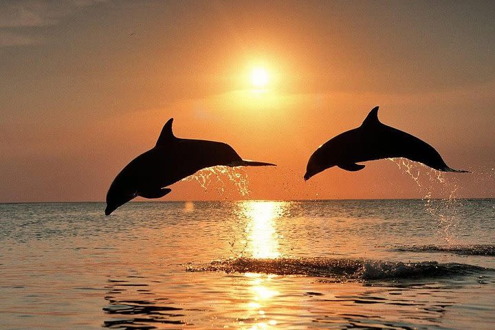 Evening Dolphin Paddle Board Excursion on Delaware Bay image