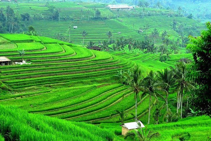 Full Day Bali Natural Beauty and Lake Temple Tour image