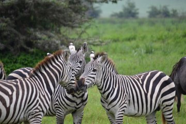 3 Days budget Lodge safari ,Tarangire park ,Ngorongoro crater Lake Manyara park image