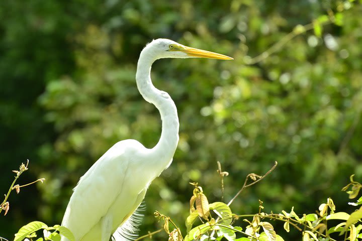 Day Trip to Caño Negro Including Río Frio Boat Experience from La Fortuna image