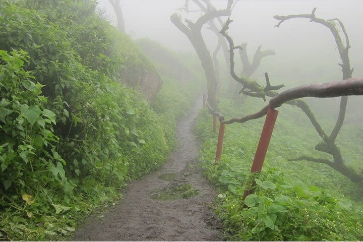 Hiking in Lima, Lomas de Lachay image