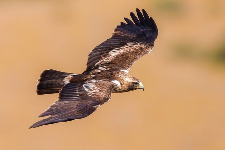 Excursion from Tarifa for bird watching image