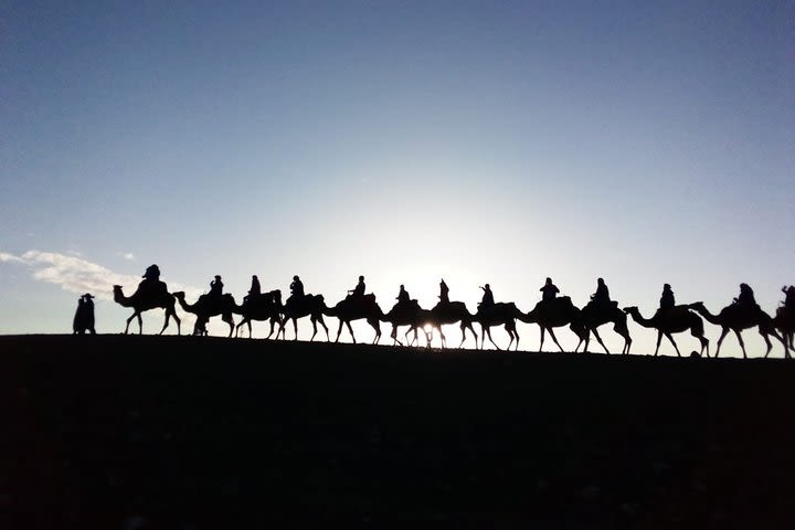 Marrakech: 1/2 day camel ride in the palm grove image