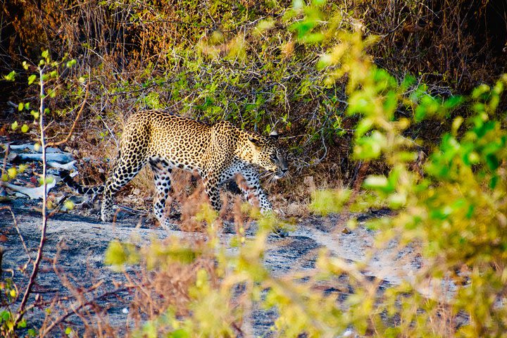 Private Jeep-Safari in Yala Nationalpark image