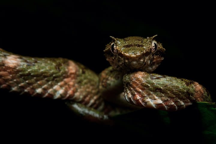 Manuel Antonio Herping Tour (Reptile & Amphibian)  image