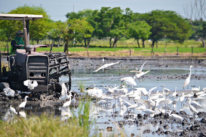 Bicycle tour: Along the banks of the Daule River. Guayaquil image