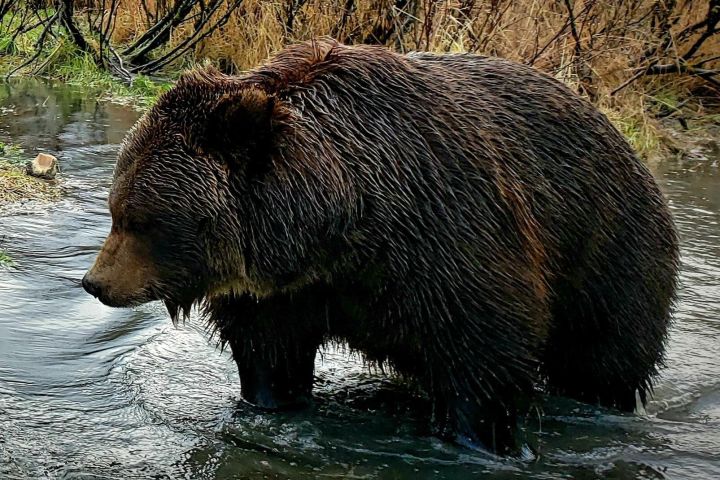 Alaska Wilderness & Wildlife Tour image