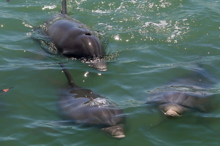 Dolphin Tour on a Private Boat  image