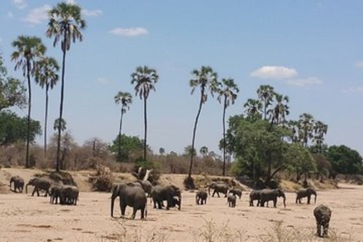 8 Days Safari to Mikumi NP, Ruaha NP and Nyerere NP + Isimila Stone Age Site image