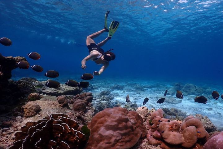 Similan Islands Speedboat Day Trip image