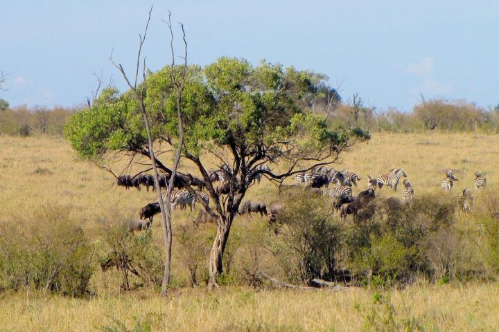 8 Day Safari + Beach Expedition image