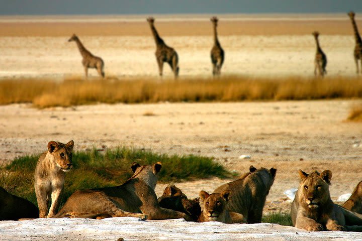 7 Days / 6 Nights Sossusvlei, Swakopmund and Etosha National Park image