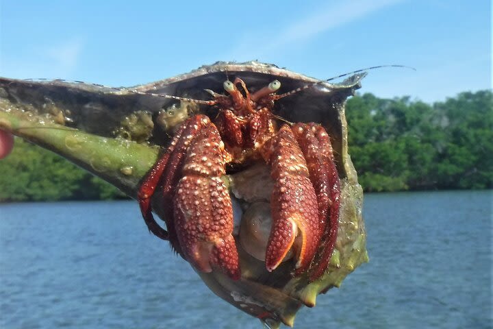 Estero Bay Estuary Kayak Tour with World Famous Naturalists image