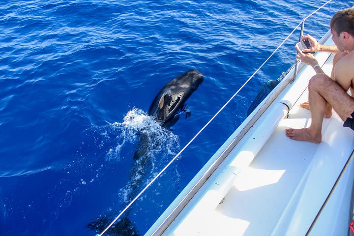 3 Hours All Inclusive Whale and Dolphin Whatching Yacht Trip image