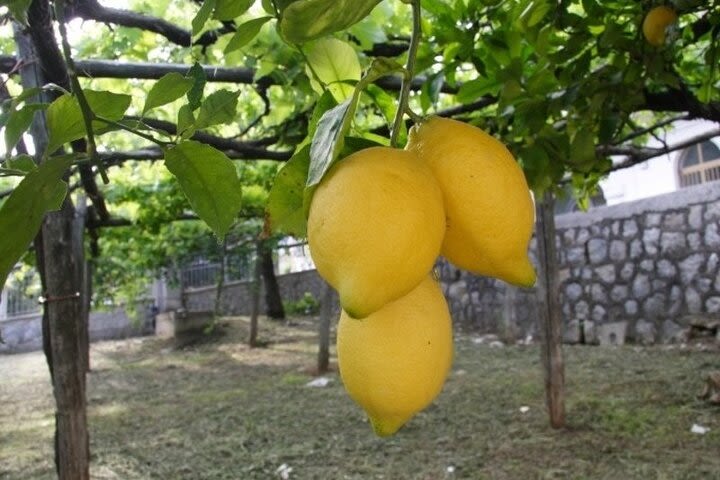 The Liqueurs of the Tradition Amalfi Coast - Limoncello Concerto and more ... image