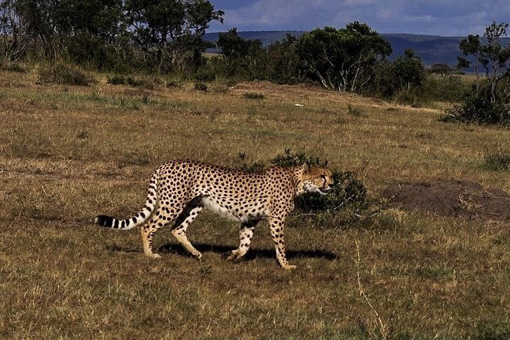 9-DAY Cruise Kenya Safari with DALA (customisable)  image