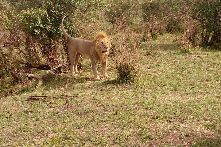 3 days pride of Africa maasai mara budget Camping safari image