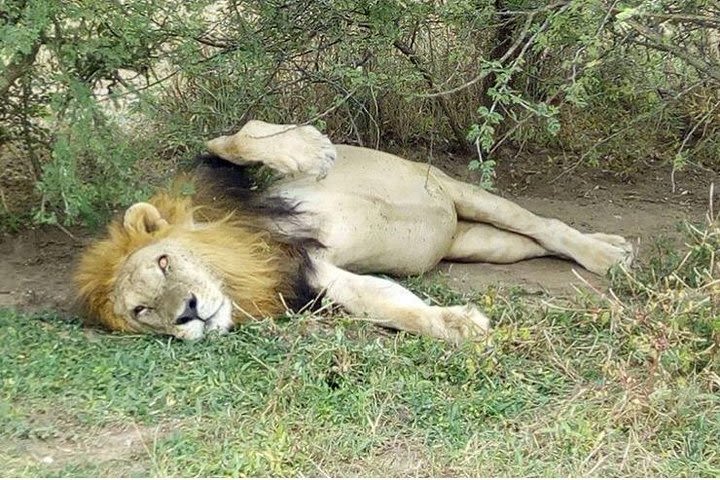 5 Days in to the heart of serengeti  image