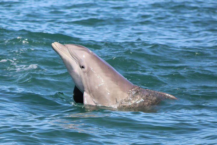 Dolphin and Wildlife Adventure of St. Augustine image