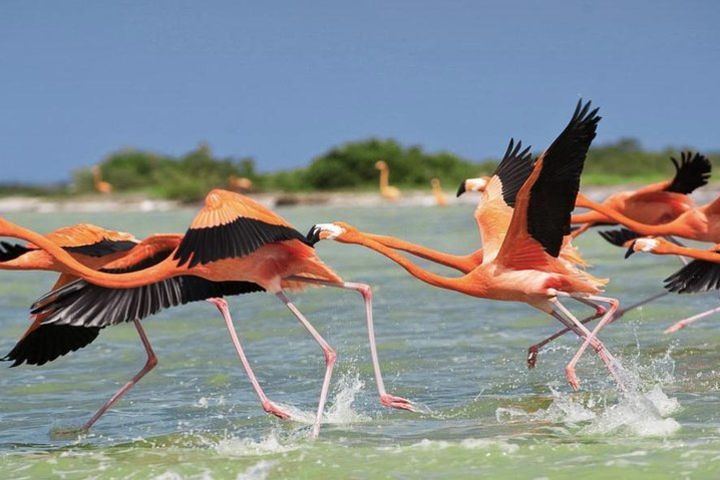 Celestun Nature Reserve image