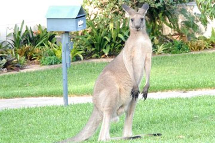 Urban Kangaroos and Pelican Feeding image