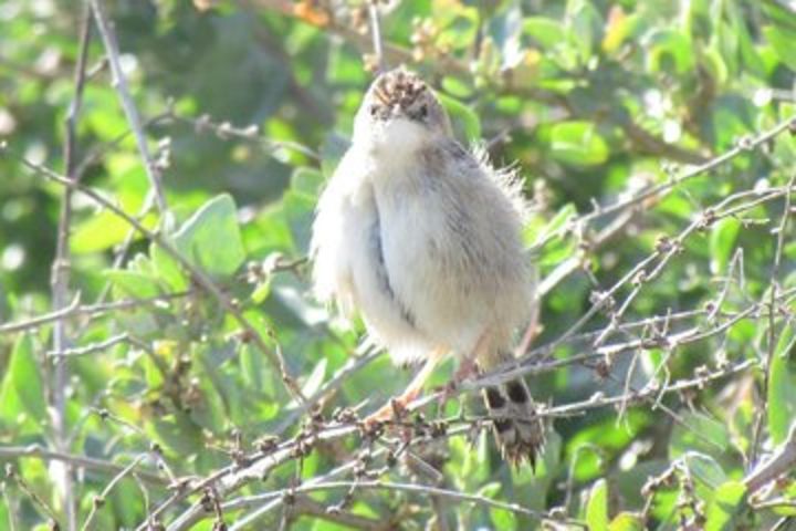 Birdwatching at Abicada and Alvor dunes image