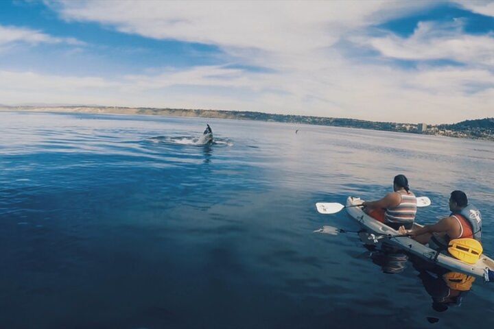 2 Hour Whale Watching Kayak Tour for Two image