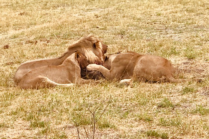 Full-Day Hwange National Park Tour from Victoria Falls image