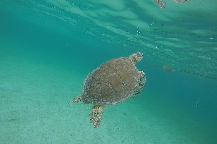 Private Tour: Akumal Marine Turtle Snorkeling and Cenote Adventure image