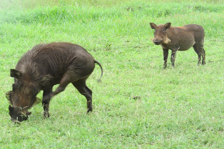 4 Days Kidepo National park Tour image