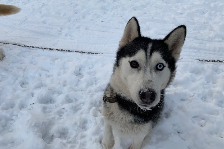 Ultimate Husky dog sledding experience in Latvia - Private tour from Riga image