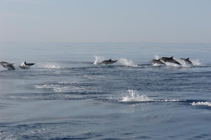 Mykonos Private Morning Cruise  image