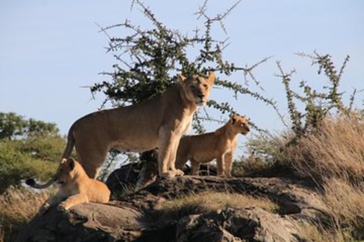 8 Days Northern Tanzania Safari image