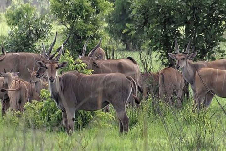 7 Days Tanzania Lodge Safari Mid-range image