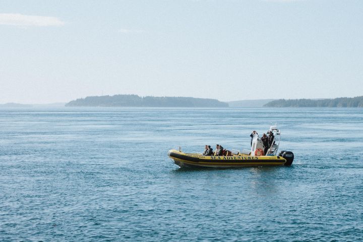 Vancouver Island Whale Watching Adventure image