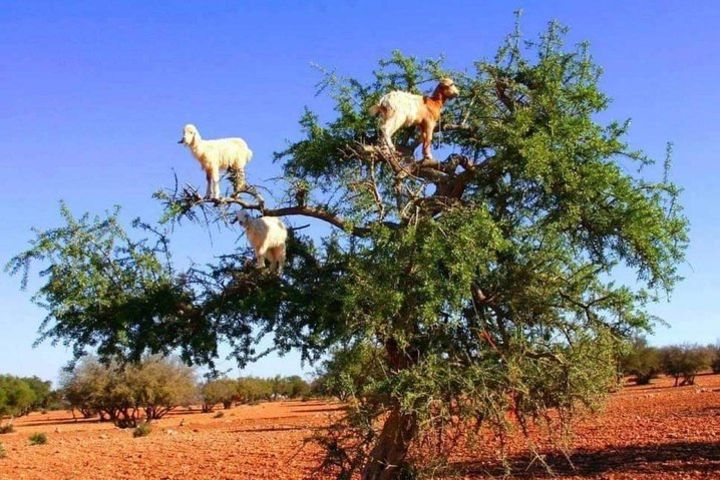 Full Day Trip Marrakech To Essaouira image