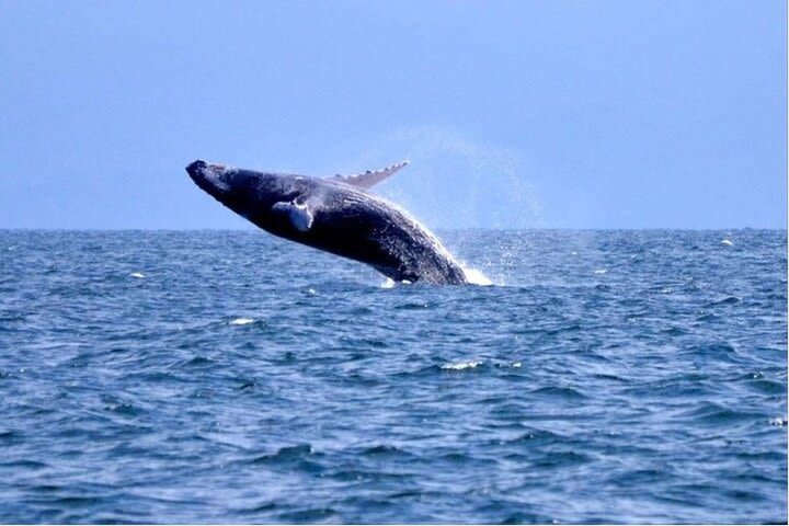 Pick-up in Punta Cana Hotels Whale Watching to Samana Bay + Cayo Levantado  image