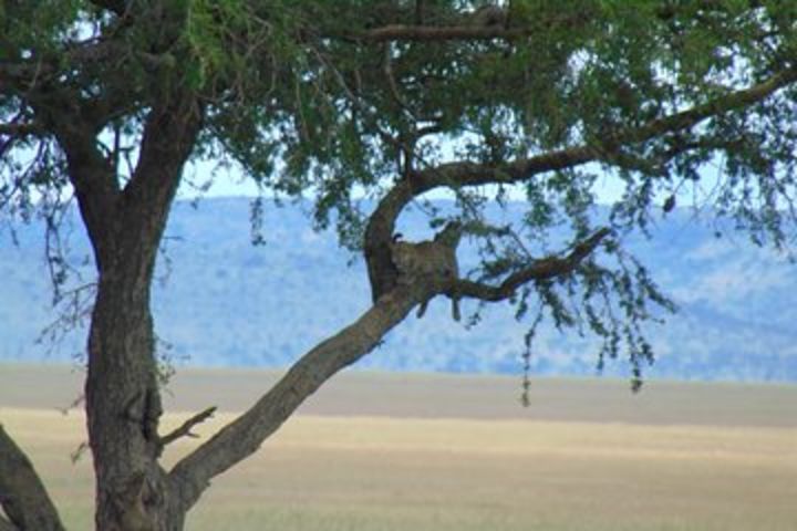 5 Day Safari to Lake Manyara, Serengeti and Ngorongoro Crater image