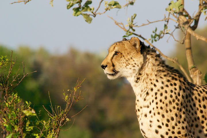 4 days Kruger Park Big 5 Safari and Awesome Panorama Route image