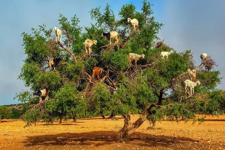 Goats On the Tree - Agadir image