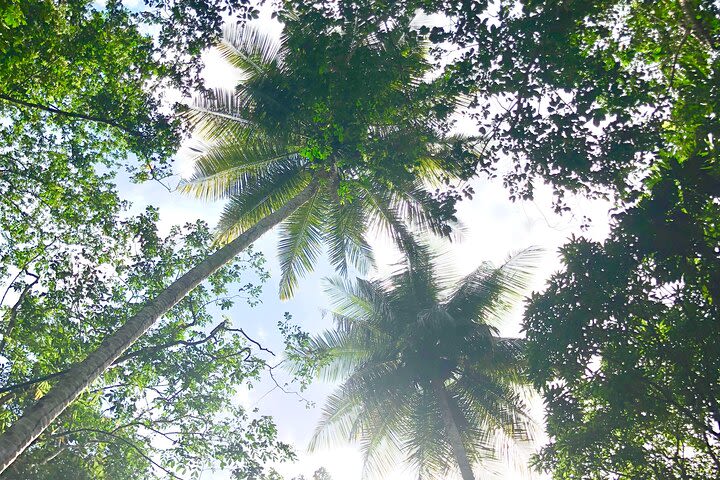 Rainforest Hike and Waterfall Safari image