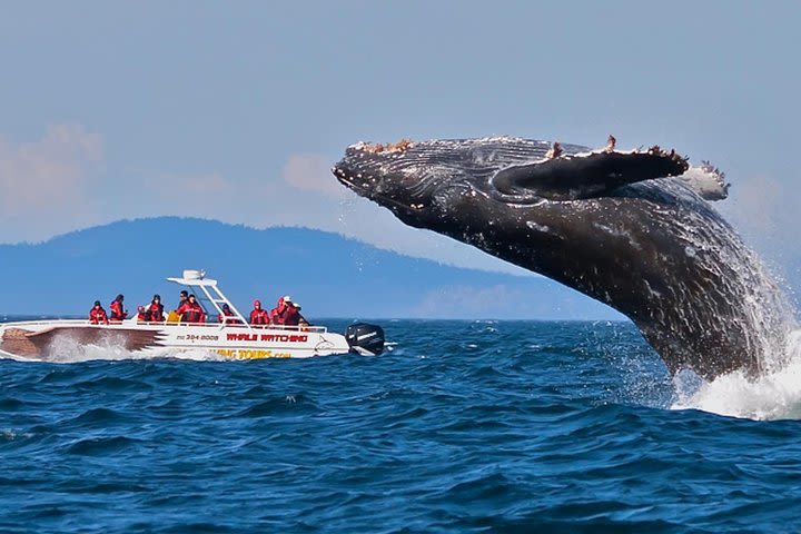 Wild Wonders Of Sri Lanka | 7 Days image